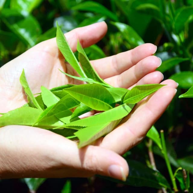 Our Mission Tea